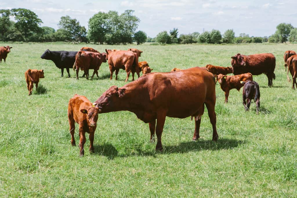 Regenerative Grazing